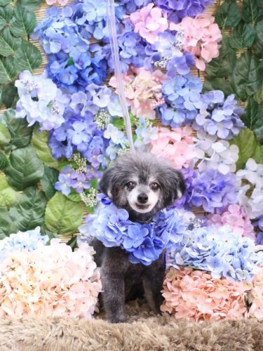 20250606ヒナちゃん